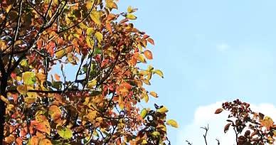 实拍秋日落叶树叶视频的预览图